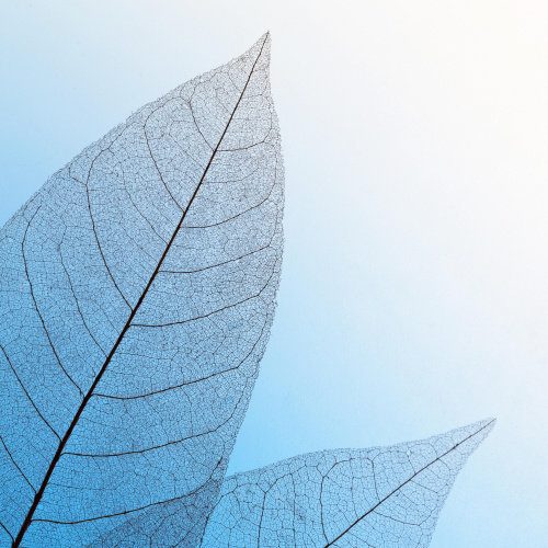 bluecolored-transparent-leaves.jpg